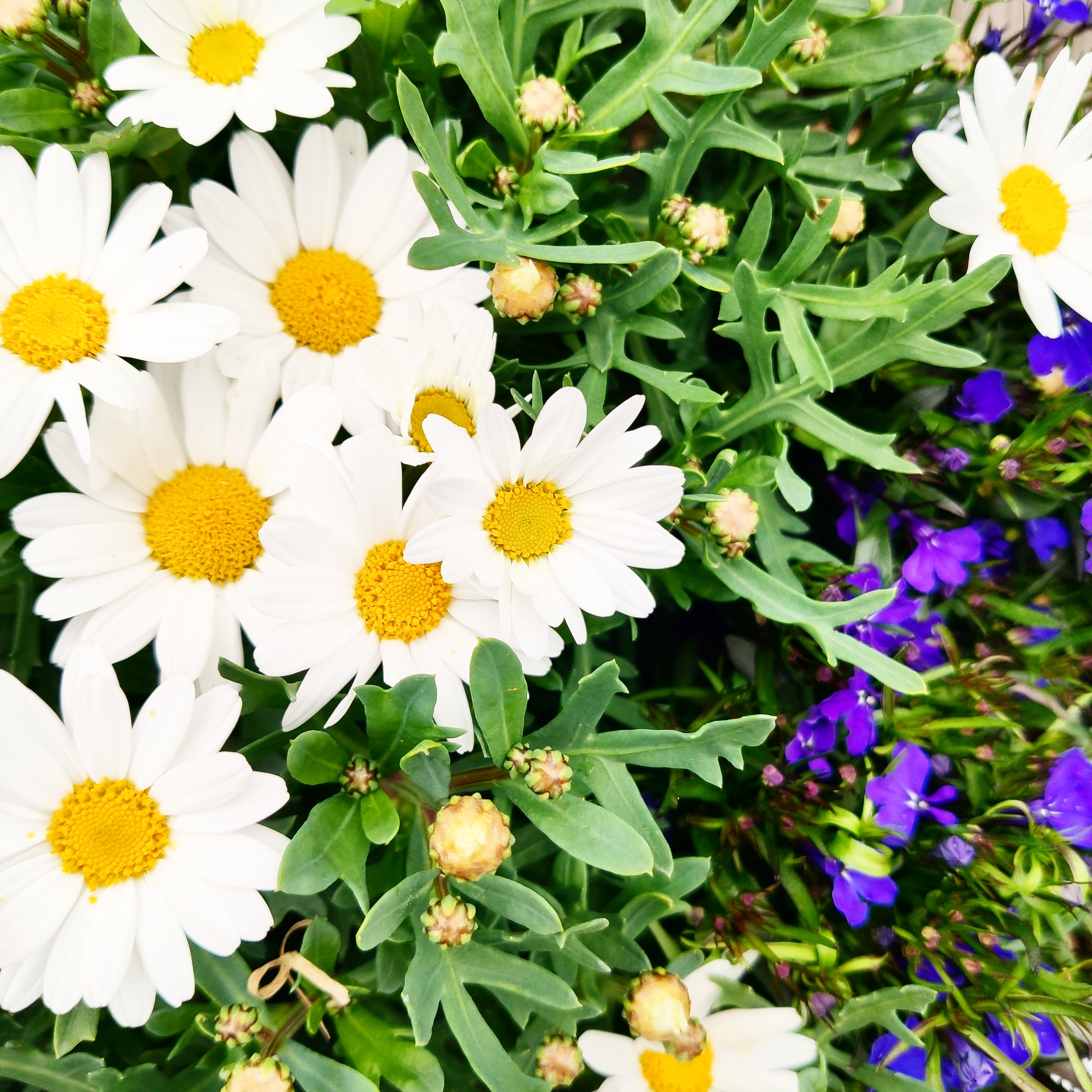 vita sommarblommor