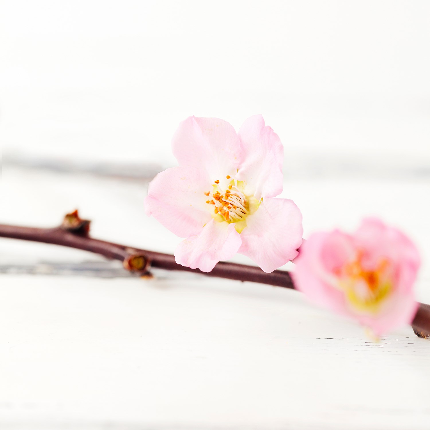 En kvist med två rosa blommor på. 