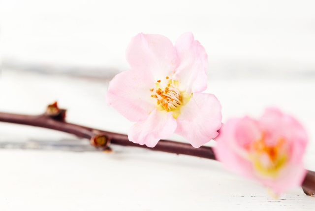 En kvist med två rosa blommor på. 