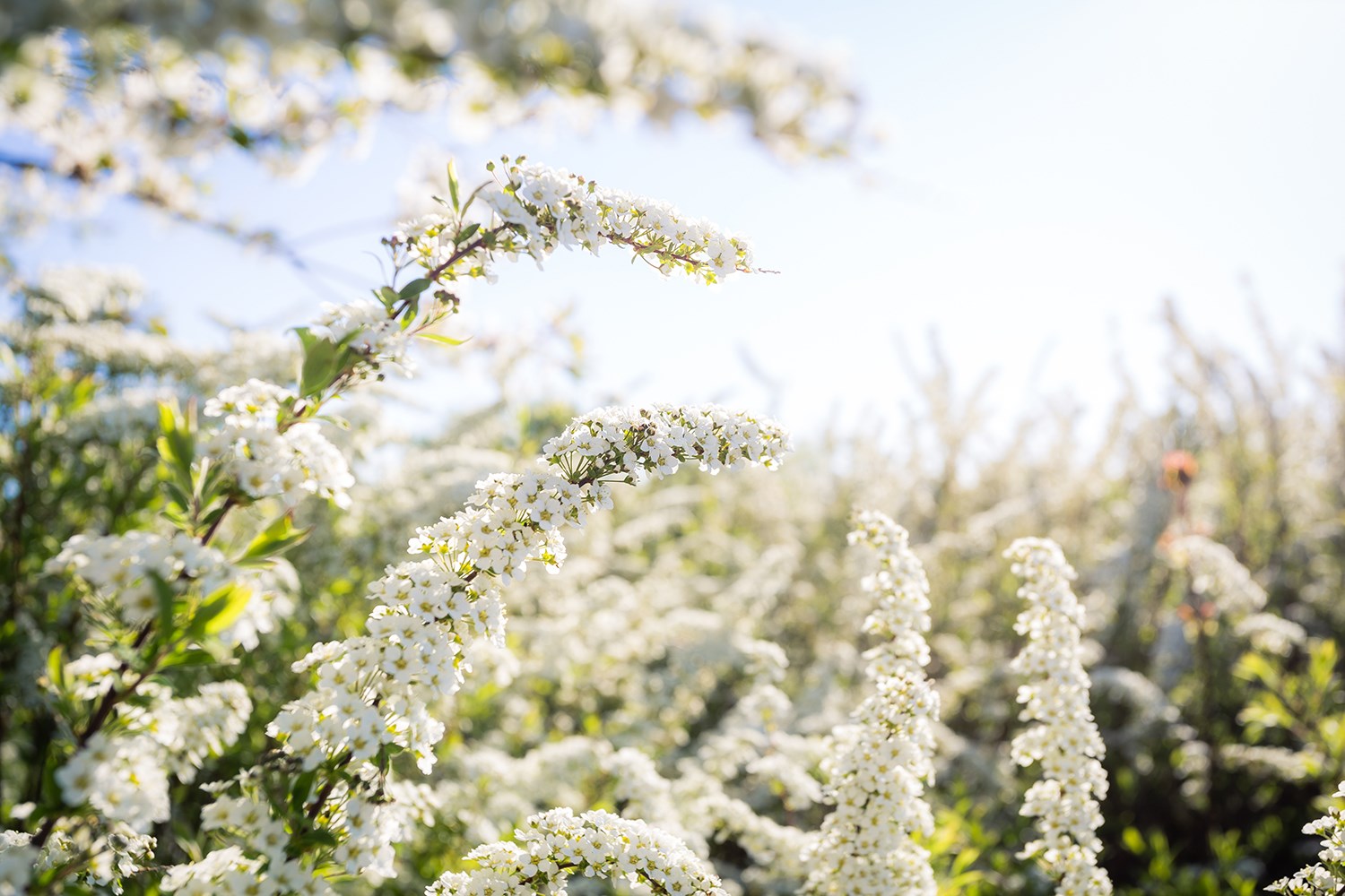 Vita blommor och klarblå himmel