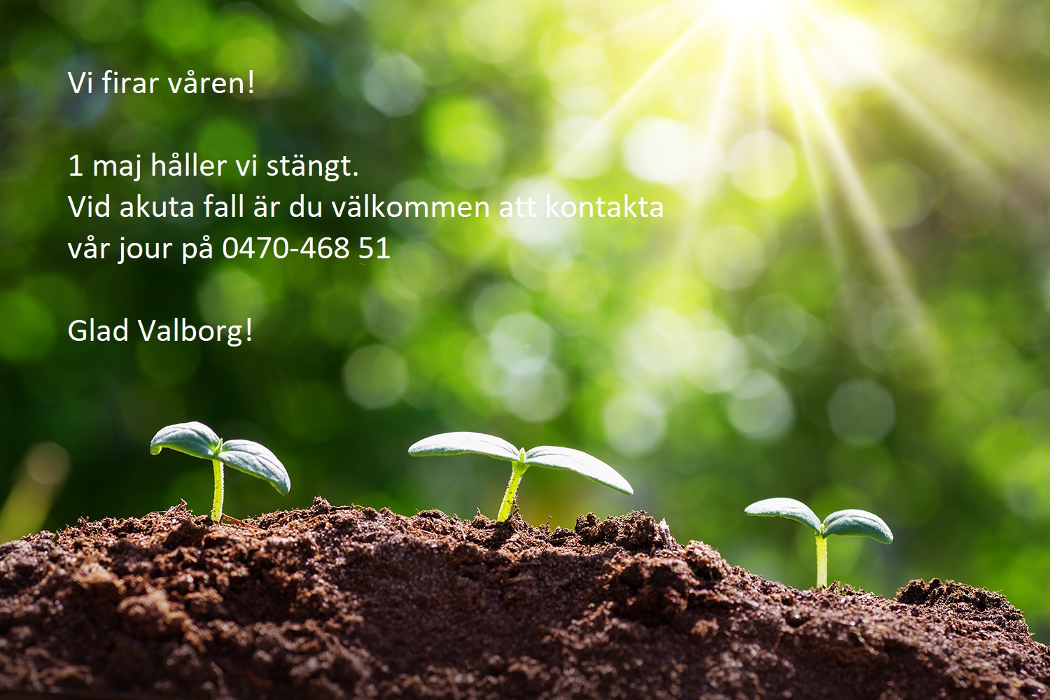 Grädor gror i myllan med solljus i bakgrunden
