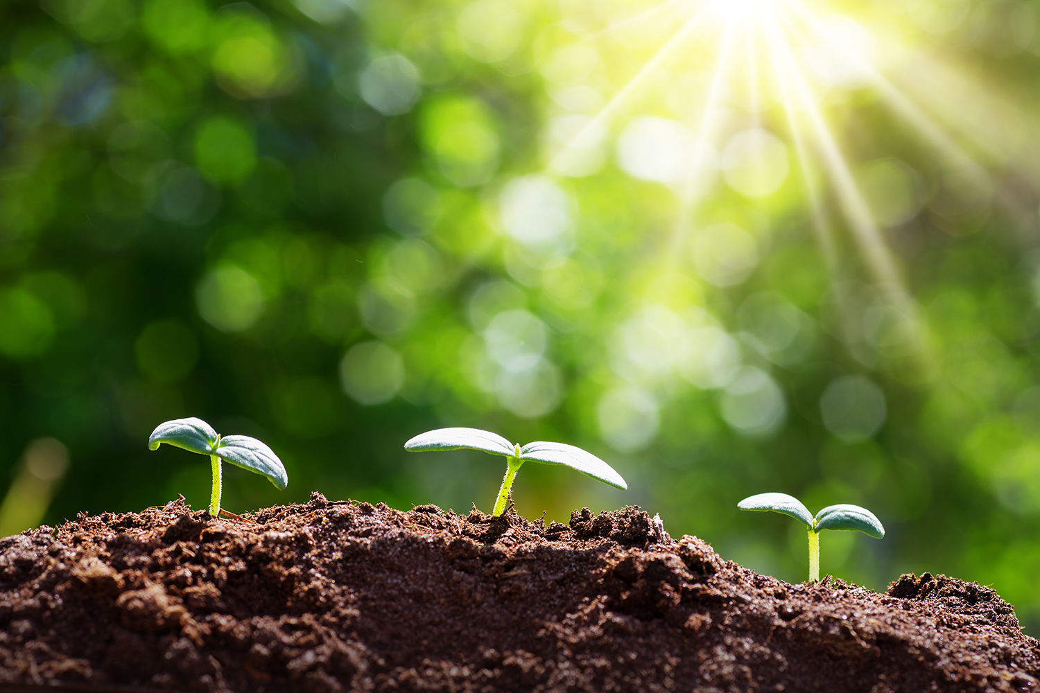 Tre gröna skott som sticket upp ur jorden, solen lyser i bakgrunden.